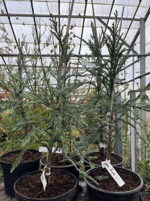 Sequoia sempervirens Coast Redwood 'Steel Blue' 60/80cm (5L)