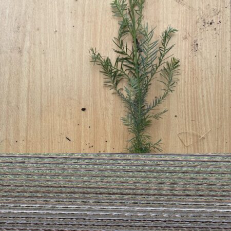 Coast Redwood Tree 20/40cm (Cell)
