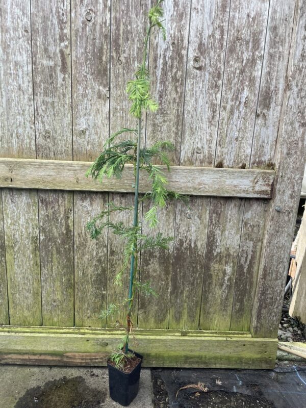 Coast Redwood Tree 80/100cm (P9T)