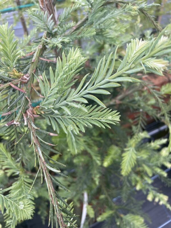 Sequoia sempervirens Coast Redwood 'Winter Blue'