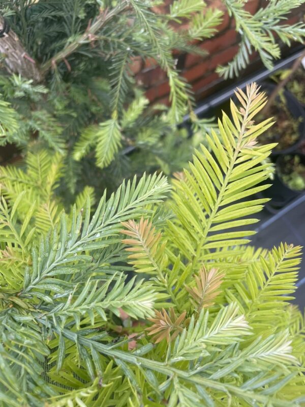 Sequoia sempervirens Coast Redwood 'Winter Blue' foliage compared to the species tree