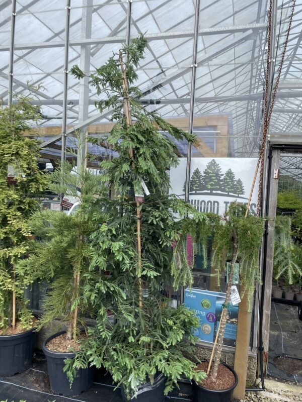 Sequoia sempervirens - Coast Redwood 'Xeno' 250/300cm