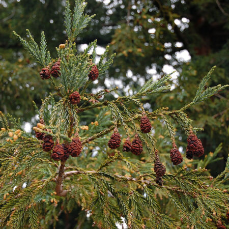 Sequoia sempervirens seeds