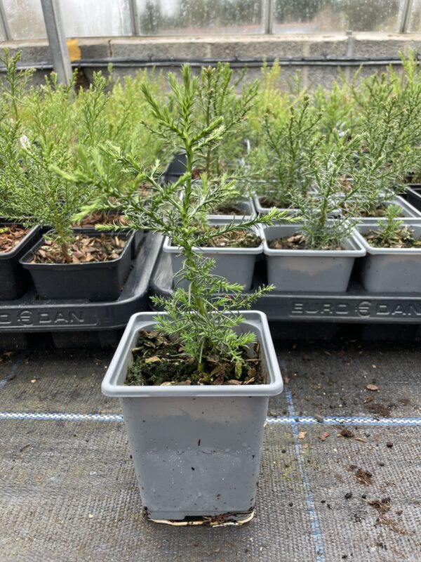Giant Redwood Sapling (Bonsai) - Image 7