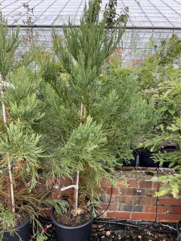 Sequoiadendron giganteum Giant Redwood 100/150cm (10L)