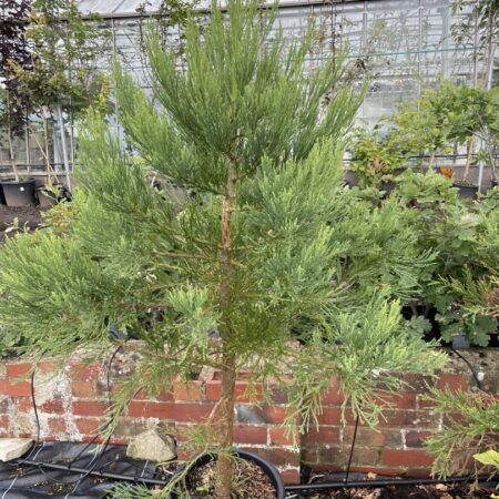 Sequoiadendron giganteum Giant Redwood 100/150cm (10L)