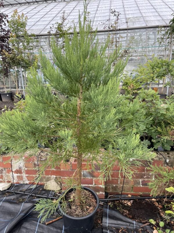 Sequoiadendron giganteum Giant Redwood 100/150cm (10L)