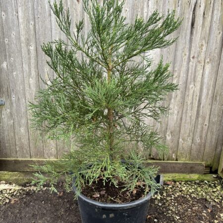 Mature Giant Redwood 150/175cm (45L)