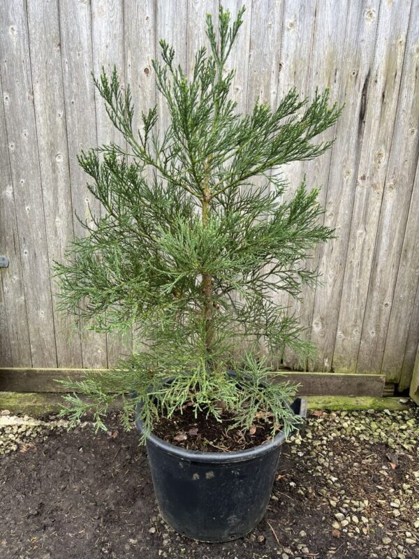 Mature Giant Redwood 150/175cm (45L)