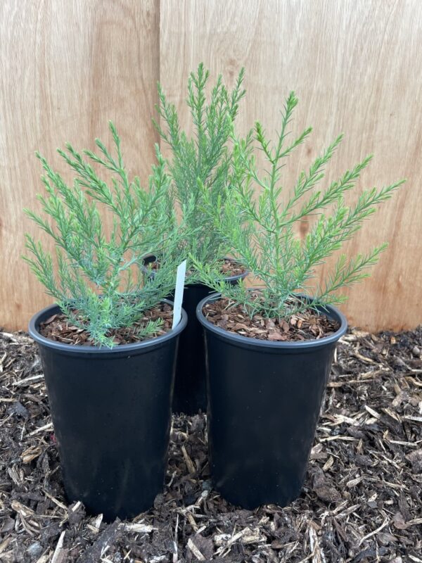Giant Redwood Sapling 20/40cm (2L) - Image 7