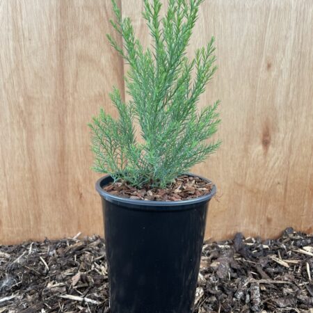 Giant Redwood Sapling 20/40cm (2L)