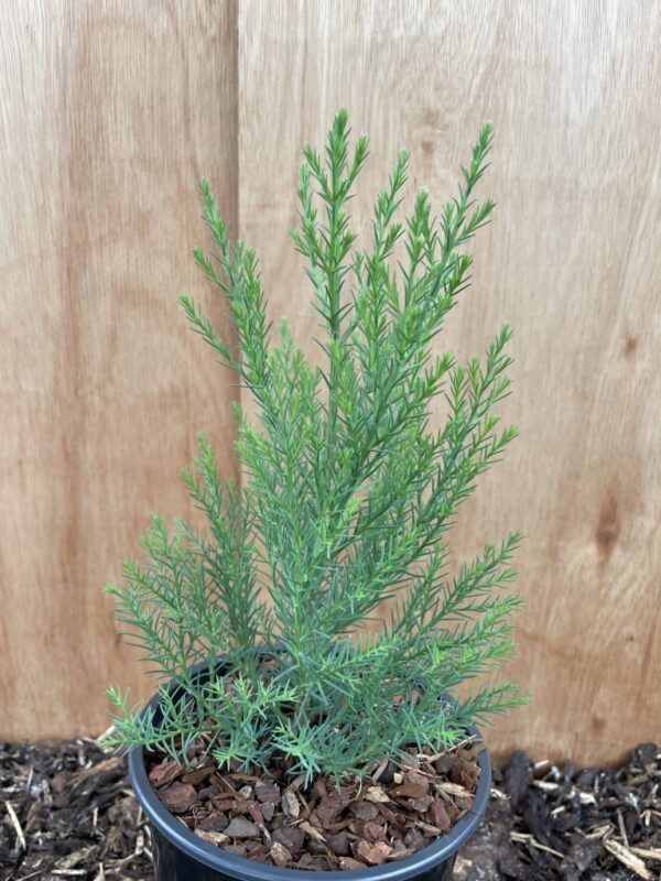 Giant Redwood Sapling 20/40cm (2L) - Image 5
