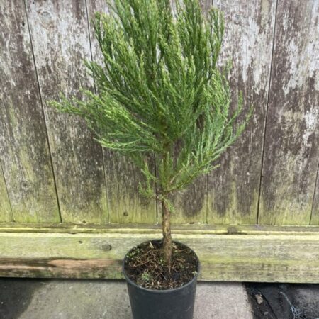 Giant Redwood 2L