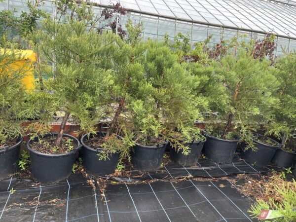 Sequoiadendron giganteum Giant Redwood 45L Pot
