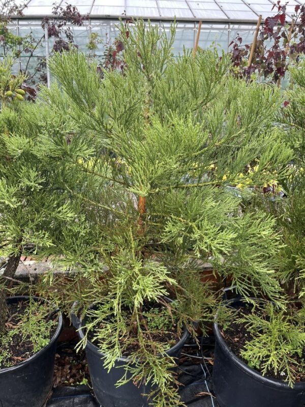 Sequoiadendron giganteum Giant Redwood 45L Pot