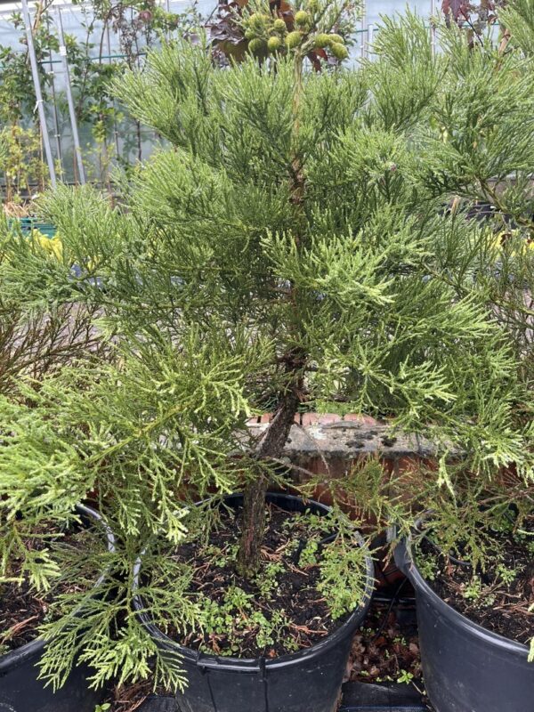 Sequoiadendron giganteum Giant Redwood 45L Pot