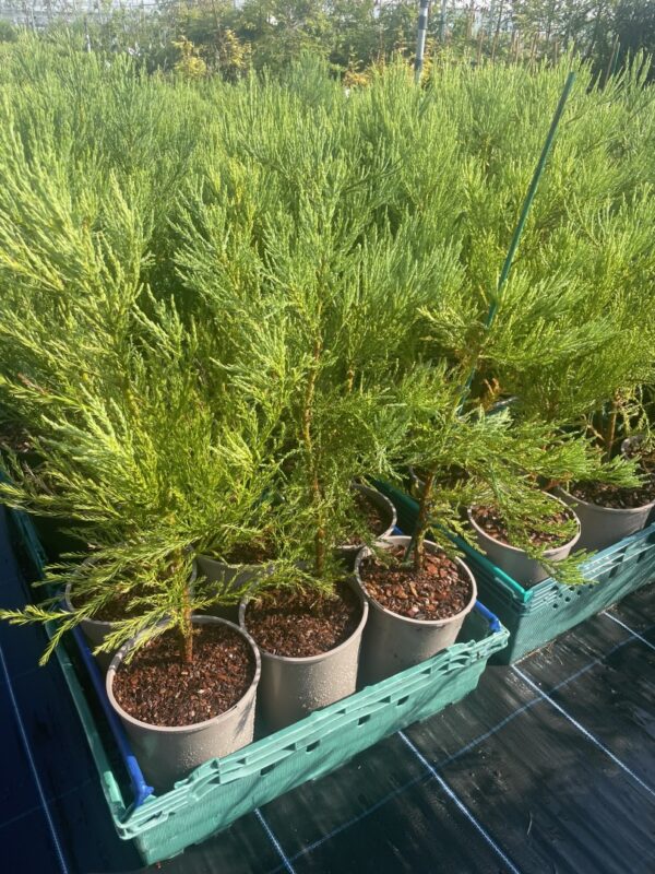 Sequoiadendron giganteum Giant Redwood 60/80cm (4L)
