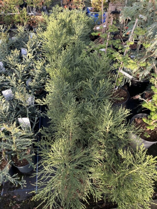 Sequoiadendron giganteum - Giant Redwood 6080cm (5L)