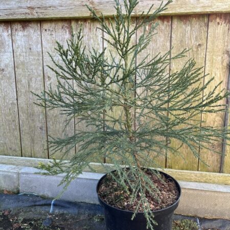 Sequoiadendron giganteum - Giant Redwood 6080cm (5L)