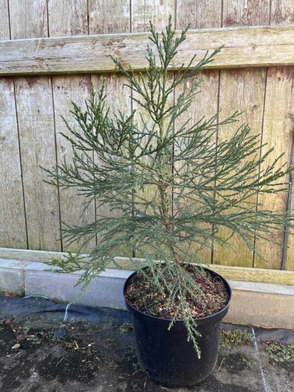 Sequoiadendron giganteum - Giant Redwood 6080cm (5L)