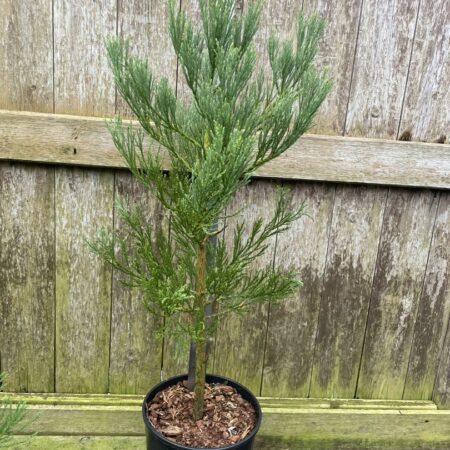 Giant Redwood 40/60cm (7L)