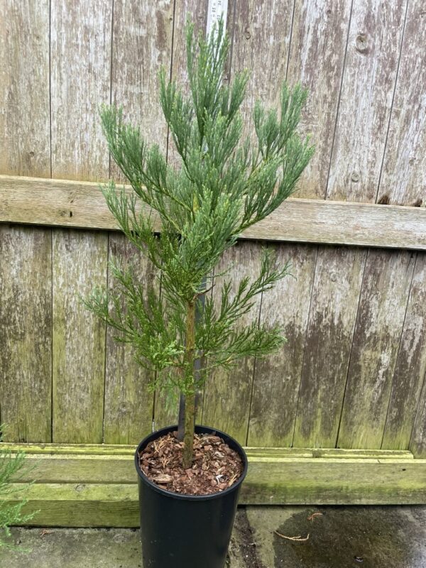 Giant Redwood 40/60cm (7L)