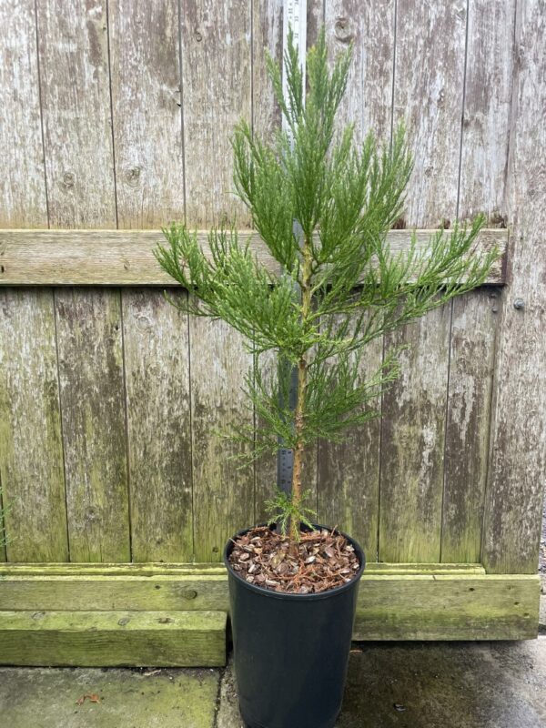 Giant Redwood 40/60cm (7L) - Image 2