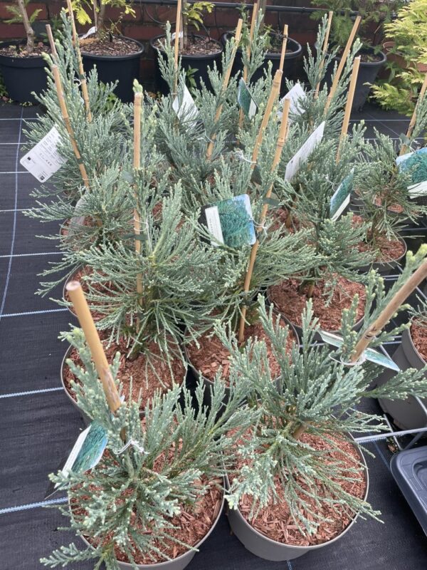 Sequoiadendron giganteum Giant Redwood 'Glaucum'