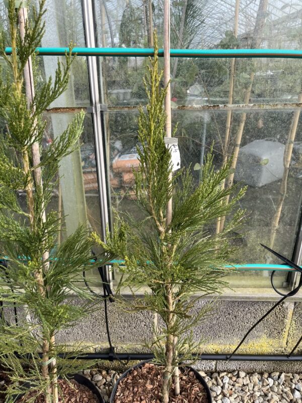 Giant Redwood 'Greenpeace' 80/100cm (10L) - Image 3