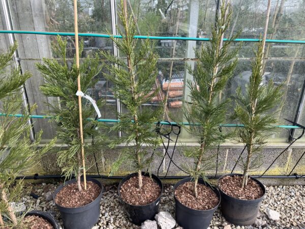 Giant Redwood 'Greenpeace' 80/100cm (10L) - Image 2
