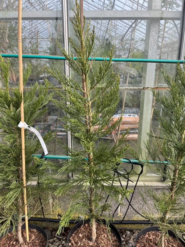 Giant Redwood 'Greenpeace' 80/100cm (10L)
