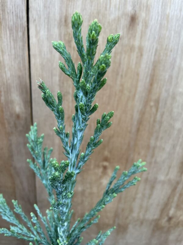 Sequoiadendron giganteum Glaucum