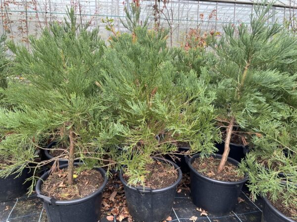Mature Giant Redwood 150/175cm (45L) - Image 2