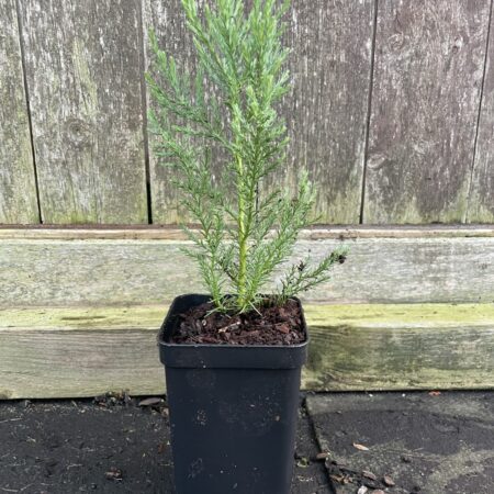 Mature Giant Redwood Sapling (P9T)