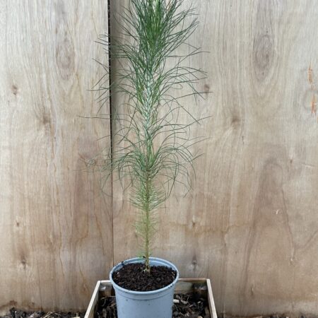 Slash Pine 40/60cm (2L)