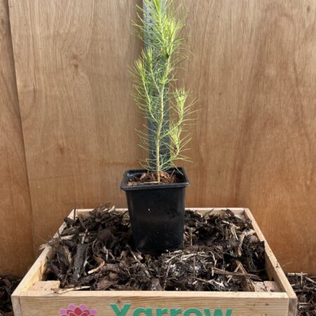 Slash Pine Bonsai 10/20cm (P9)