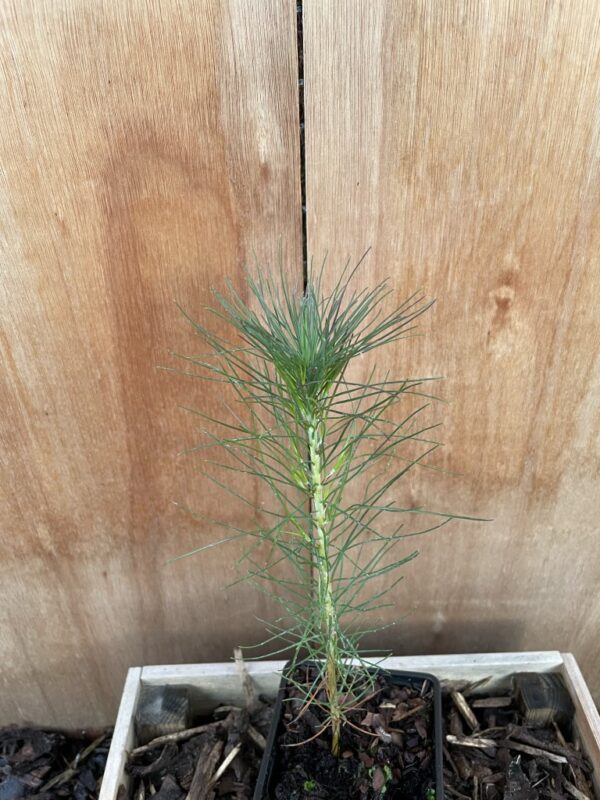 Slash Pine 20/40cm (P9) - Image 5