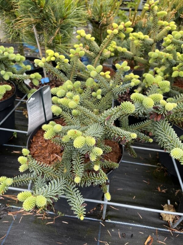 Spanish Fir 'Glauca' 20/40cm (7.5L)