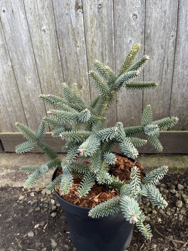 Spanish Fir Glauca - Stunning Blue-Grey Evergreen Conifer Tree Abies pinsapo 'Glauca'