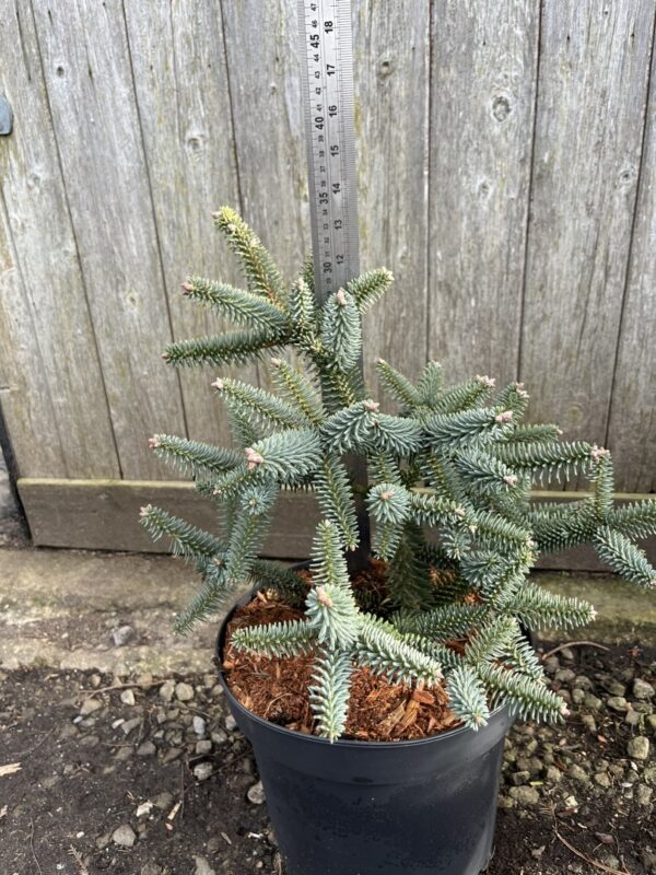 Spanish Fir Glauca - Stunning Blue-Grey Evergreen Conifer Tree Abies pinsapo 'Glauca'