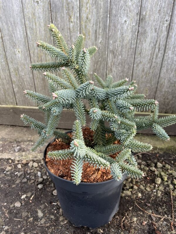 Spanish Fir Glauca - Stunning Blue-Grey Evergreen Conifer Tree Abies pinsapo 'Glauca'
