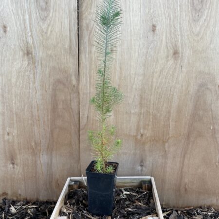 Stone Pine Sapling 40/60cm (P9T)
