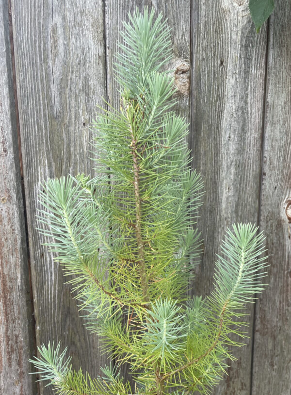 Stone Pine Sapling 60/80cm (P9T) - Image 4