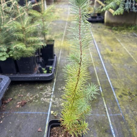 Stone Pine Sapling 20/40cm (P9)