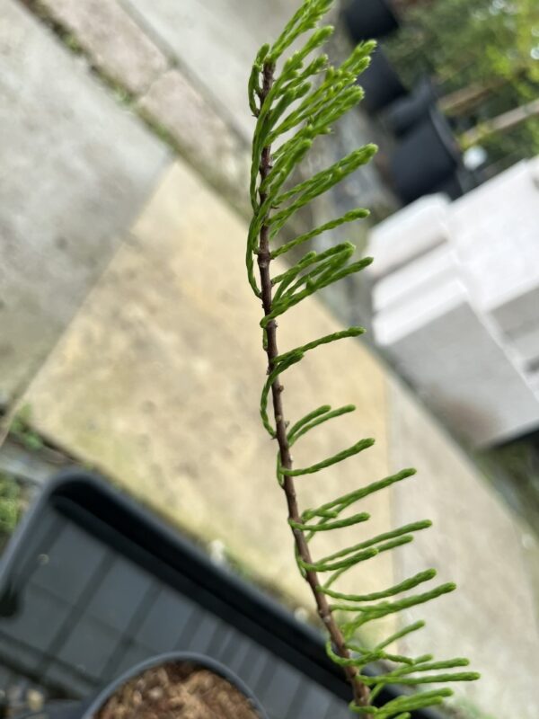 Swamp Cypress 'Nutans' 40/60cm (3L)