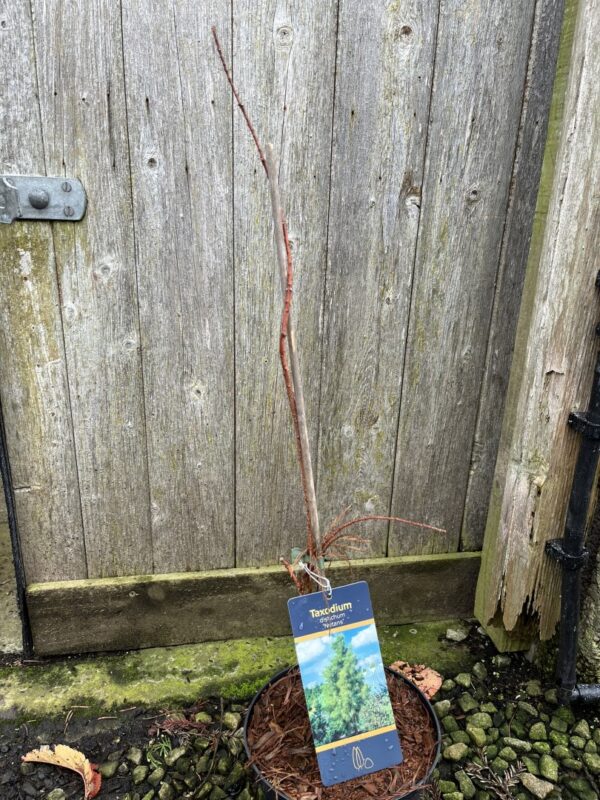 Swamp Cypress 'Nutans' 40/60cm (3L) - Image 4