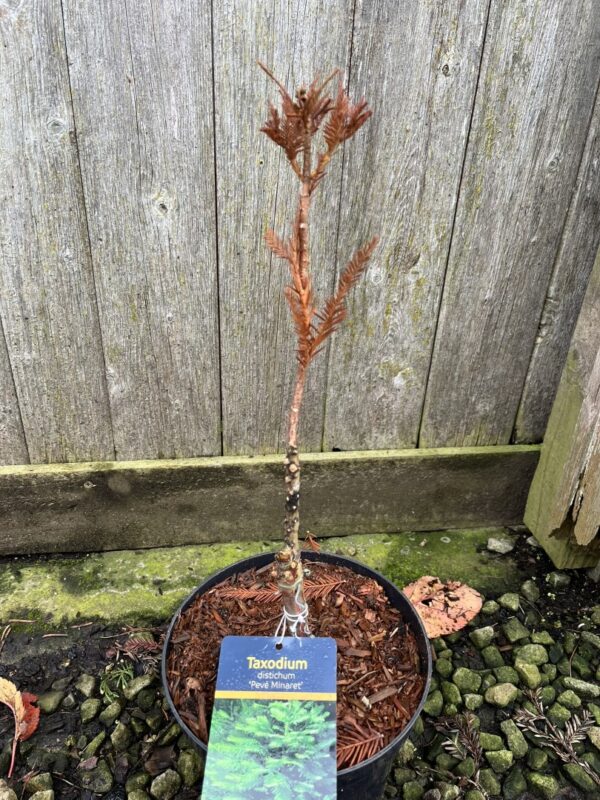 Swamp Cypress 'Pévé Minaret' 20/40cm (3L) - Image 3