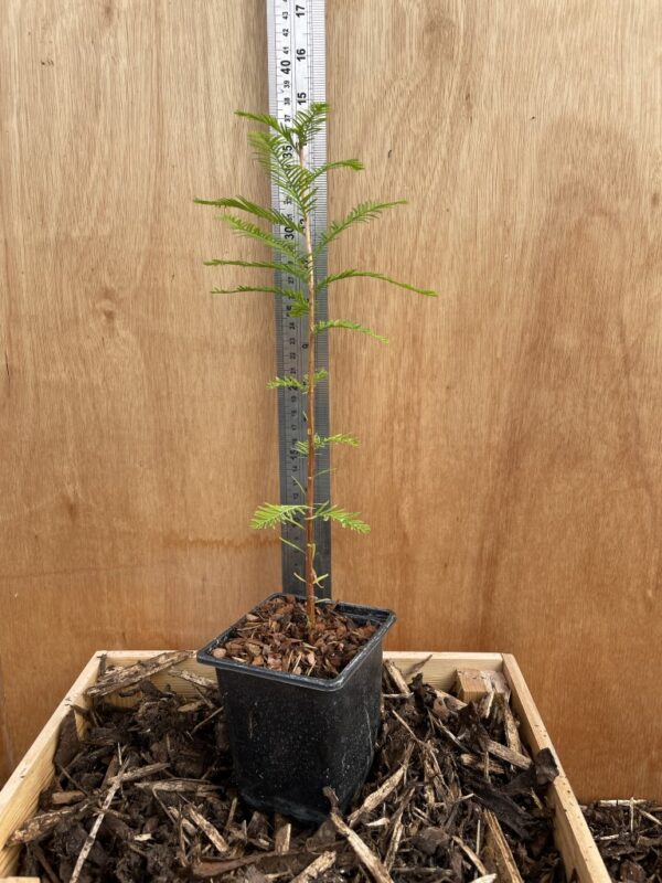 Swamp Cypress Bonsai (P9) - Image 5