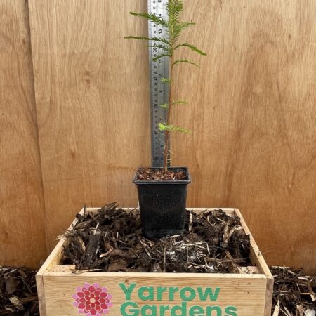 Swamp Cypress 20/40cm (P9)