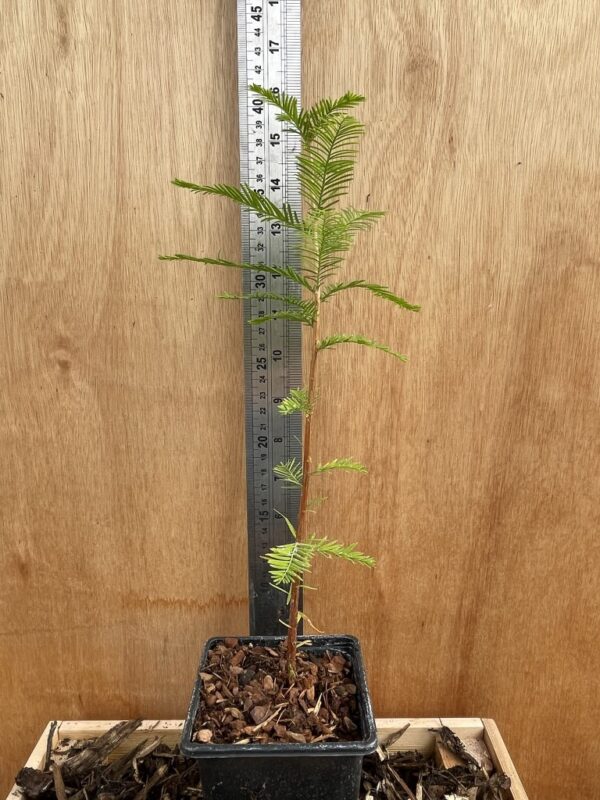 Swamp Cypress Bonsai (P9) - Image 4